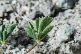 Imagem de Lupinus flavoculatus A. Heller