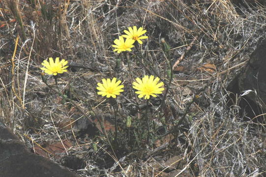 Image de Malacothrix sonchoides (Nutt.) Torr. & A. Gray