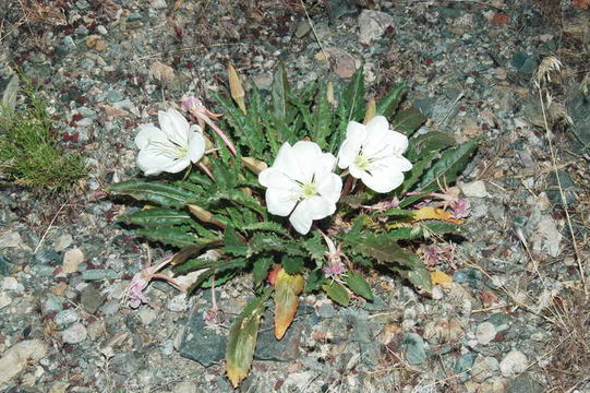 Oenothera cespitosa subsp. marginata (Nutt. ex Hook. & Arn.) Munz resmi