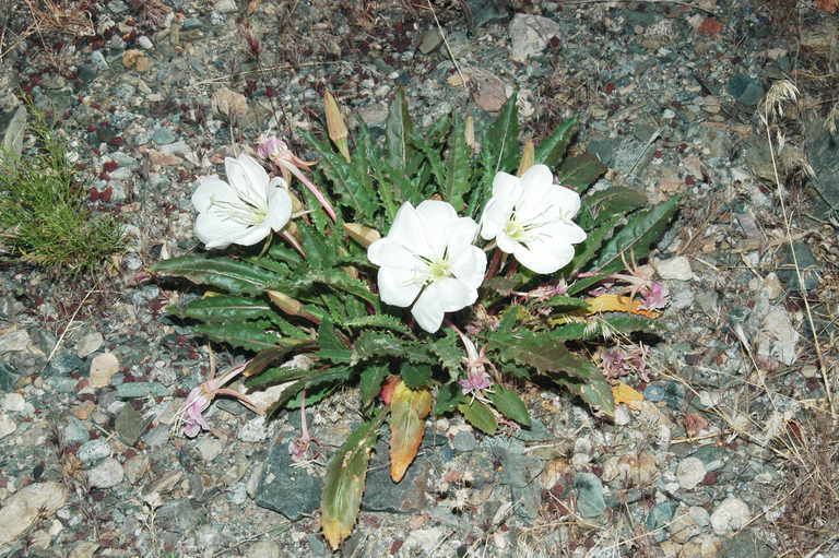 Image of Gumbo Lily