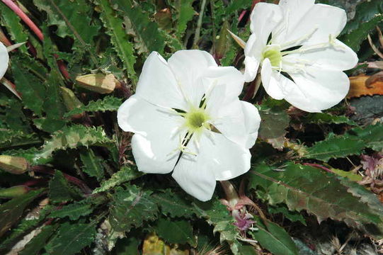 Imagem de Oenothera cespitosa subsp. marginata (Nutt. ex Hook. & Arn.) Munz