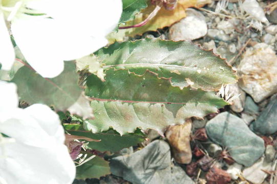 Oenothera cespitosa subsp. marginata (Nutt. ex Hook. & Arn.) Munz resmi