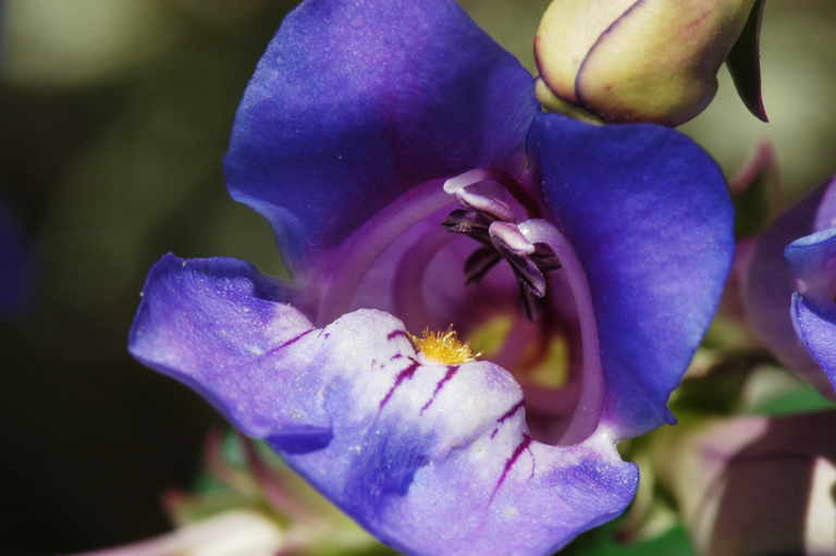 Image of royal penstemon