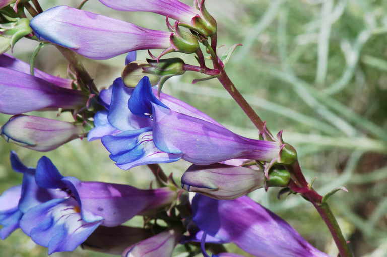 Image of royal penstemon