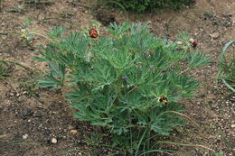 Sivun Paeonia californica Nutt. ex Torr. & Gray kuva