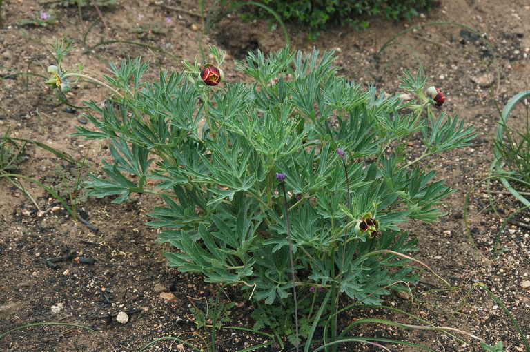 Sivun Paeonia californica Nutt. ex Torr. & Gray kuva