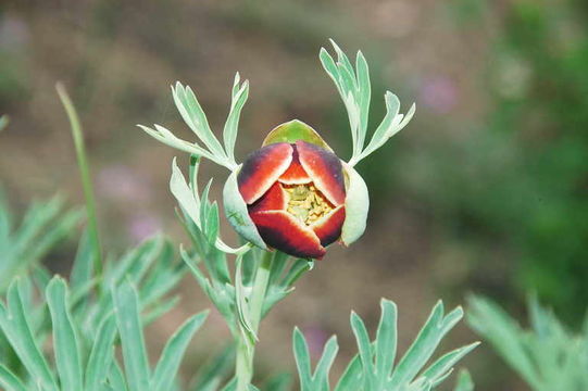 Image of California peony