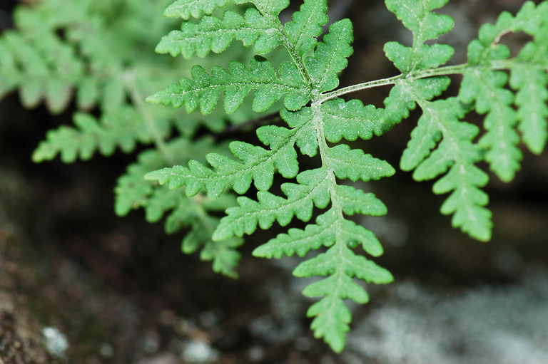 Image of goldback fern