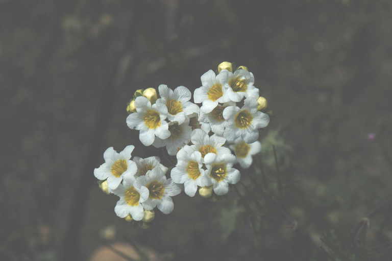 Image of shortlobe phacelia