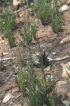 Image of Parry's phacelia