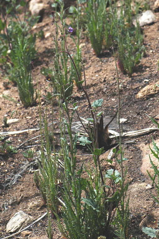 Image of Parry's phacelia