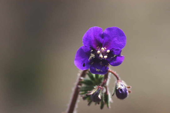 Image of Parry's phacelia