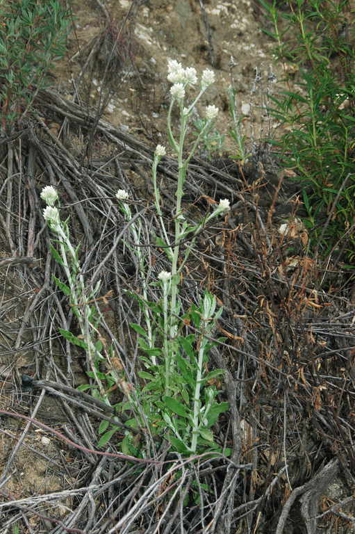 Слика од Pseudognaphalium biolettii A. A. Anderberg