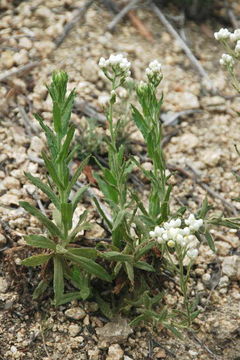 Image of ladies' tobacco