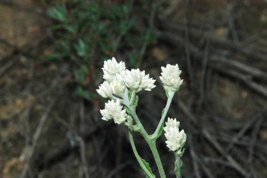 Слика од Pseudognaphalium canescens (DC.) A. A. Anderberg