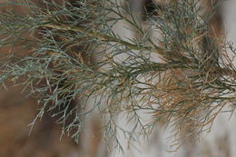 Sivun Psorothamnus spinosus (A. Gray) Barneby kuva