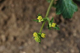 Plancia ëd Sanicula crassicaulis Poepp. ex DC.