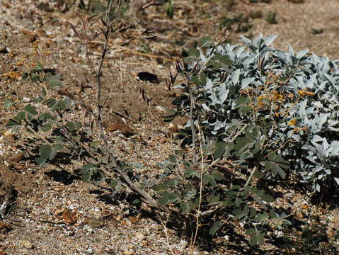 Plancia ëd Senna covesii (A. Gray) H. S. Irwin & Barneby