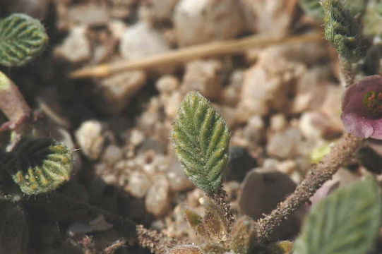 Image of fanleaf crinklemat