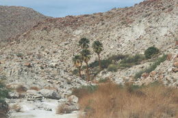 Image de Washingtonia filifera (Rafarin) H. Wendl. ex de Bary