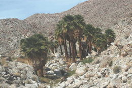 Image of California fan palm