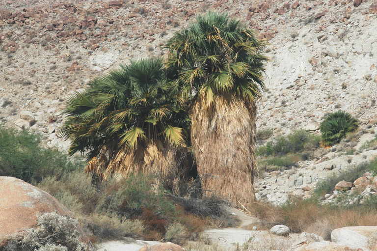 Image of California fan palm