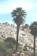 Image of California fan palm