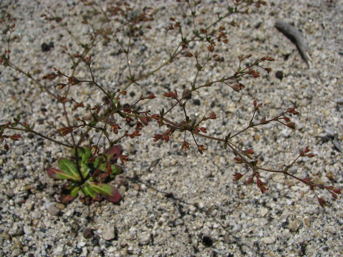 Image de Sidotheca caryophylloides (Parry) Reveal