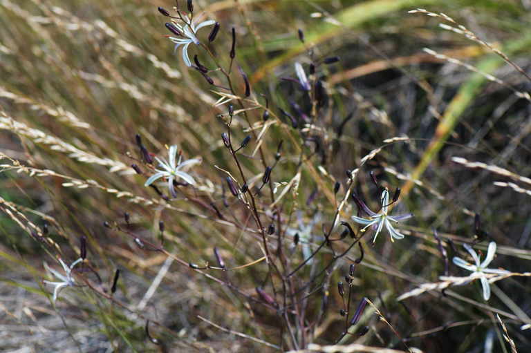 Слика од Chlorogalum pomeridianum var. divaricatum (Lindl.) Hoover