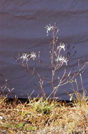 Image of wavyleaf soap plant