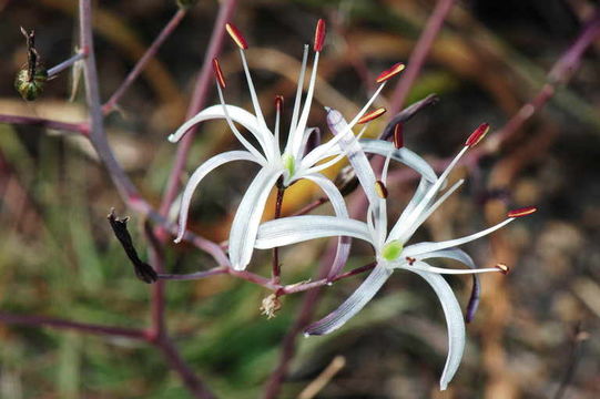 Image of wavyleaf soap plant