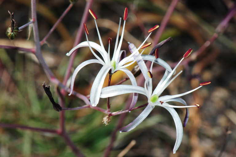 Image de Chlorogalum pomeridianum var. divaricatum (Lindl.) Hoover