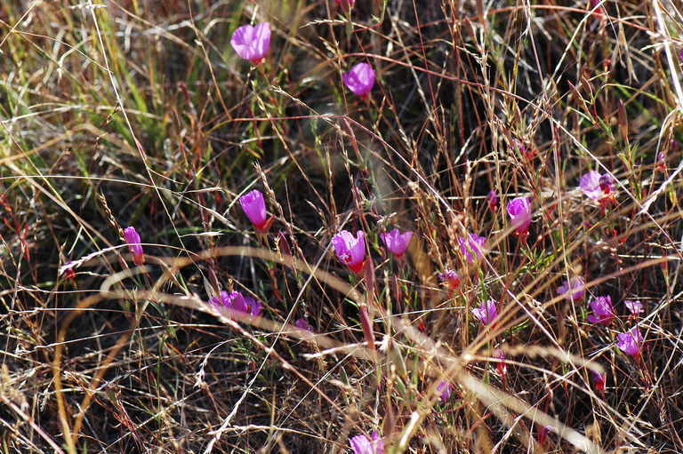 Image of ruby chalice clarkia