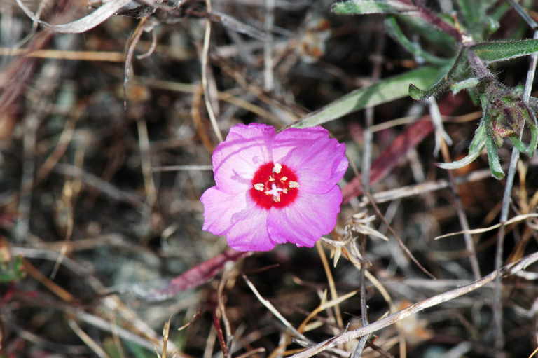 Image of ruby chalice clarkia