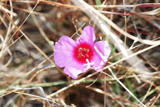 Image of ruby chalice clarkia