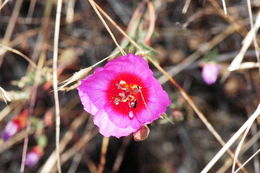 Image of ruby chalice clarkia