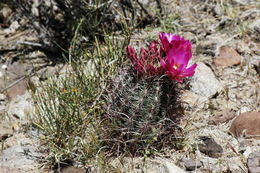 Image de Sclerocactus polyancistrus (Engelm. & J. M. Bigelow) Britton & Rose