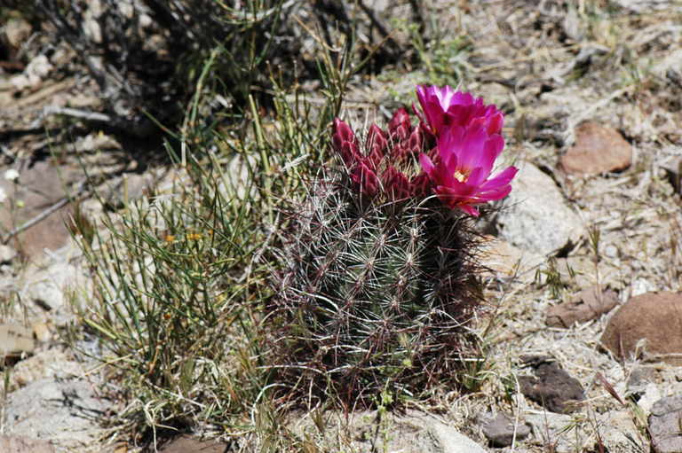 Image de Sclerocactus polyancistrus (Engelm. & J. M. Bigelow) Britton & Rose