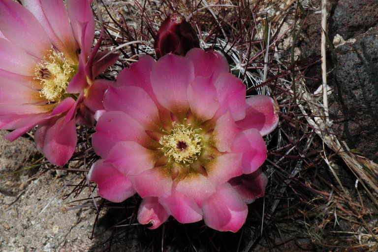 Image de Sclerocactus polyancistrus (Engelm. & J. M. Bigelow) Britton & Rose