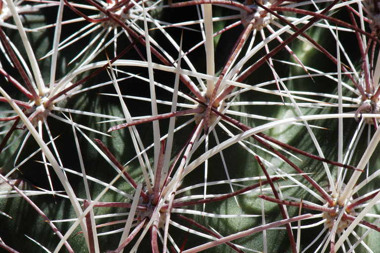 Image de Sclerocactus polyancistrus (Engelm. & J. M. Bigelow) Britton & Rose