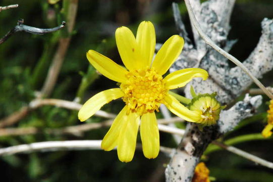 Image of smooth threadleaf ragwort