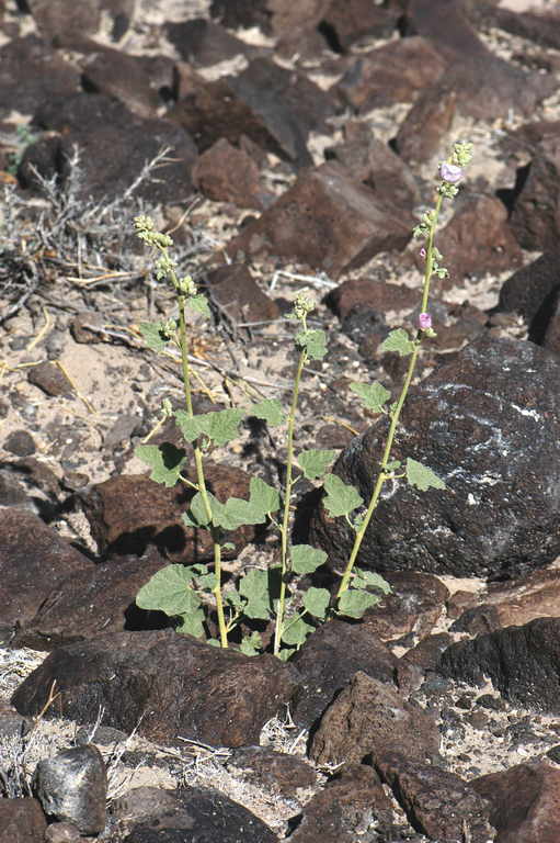 Image of rose globemallow