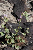 Sivun Sphaeralcea ambigua var. rosacea (Munz & I. M. Johnst.) Kearney kuva