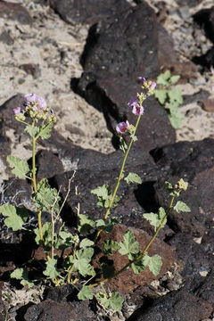 Image of rose globemallow