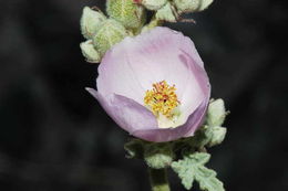 Image of rose globemallow