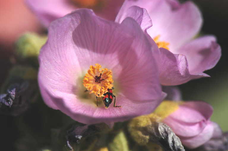 Image of rose globemallow