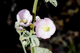 Sivun Sphaeralcea ambigua var. rosacea (Munz & I. M. Johnst.) Kearney kuva