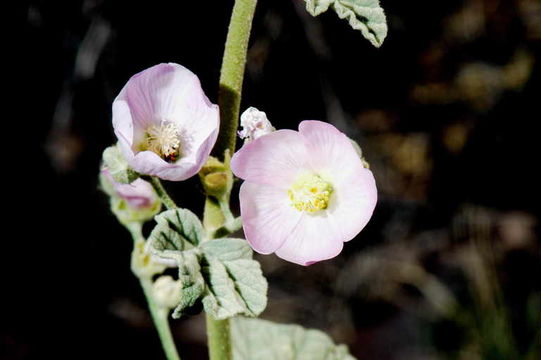 Image of rose globemallow