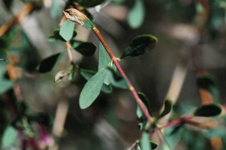 Image of desert snowberry