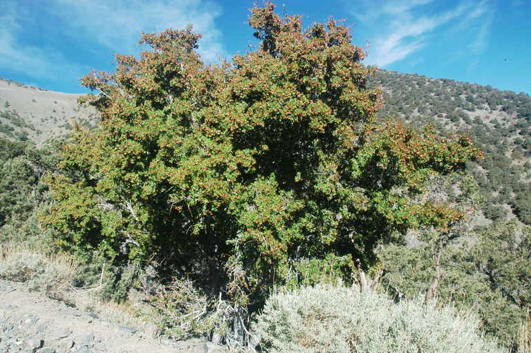 Acer glabrum var. diffusum (Greene) Smiley resmi